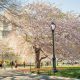 春のニューヨークは桜（SAKURA）の季節です！